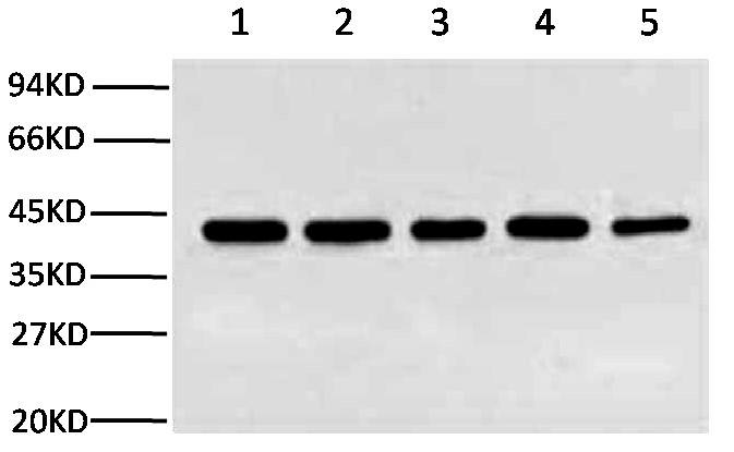 Fig.1. β-Actin 表达的WB实验，样本分别为Rat brain (lane 1）， HeLa cell lysate (lane 2）， Mouse brain (lane 3）各10 ug，一抗为β-Actin小鼠单克隆抗体(1C7)（A01010，1：5000），二抗为山羊抗小鼠IgG（A21010， 1: 10000）。